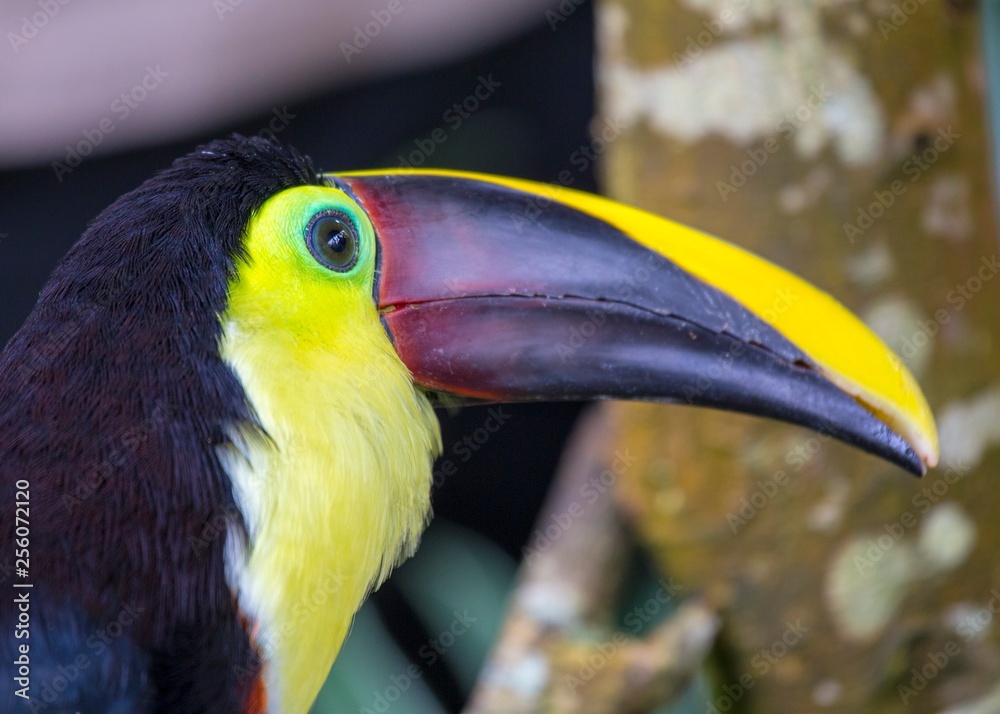 Naklejka premium Chestnut-Mandibled Toucan (Ramphastos ambiguus swainsonii)
