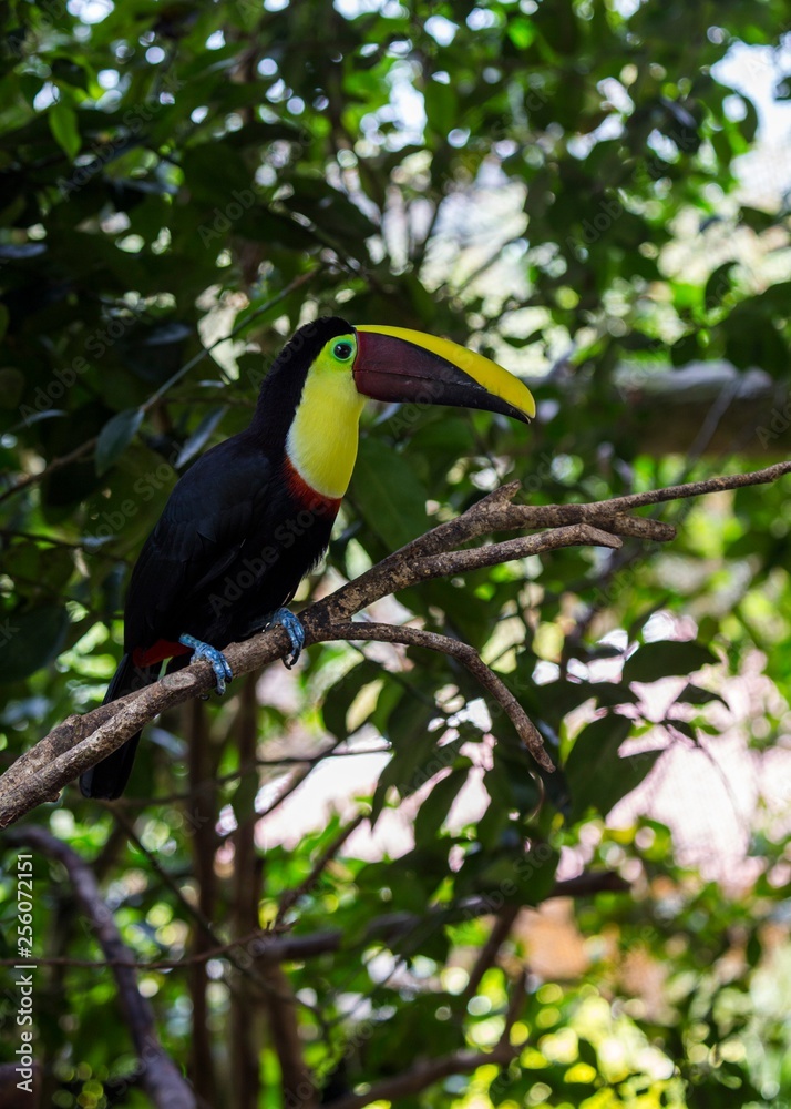 Naklejka premium Chestnut-Mandibled Toucan (Ramphastos ambiguus swainsonii)