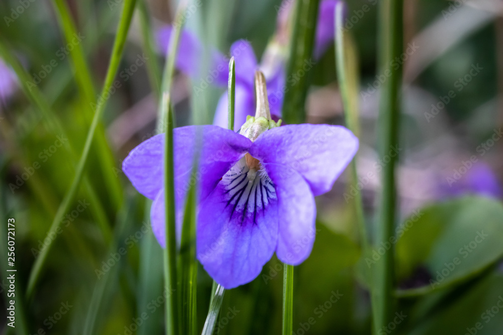 Macro photography of wild sweet violet flower or viola odorata in the grass Macro photography of wild sweet violet flower or viola odorata in the grass