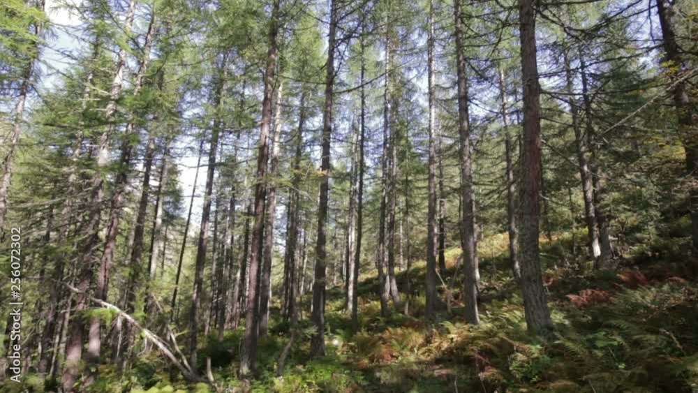 Sunbeams penetrate the fir and larch woods in the alpine valleys. Sunbeams penetrate the fir and larch woods in the alpine valleys.