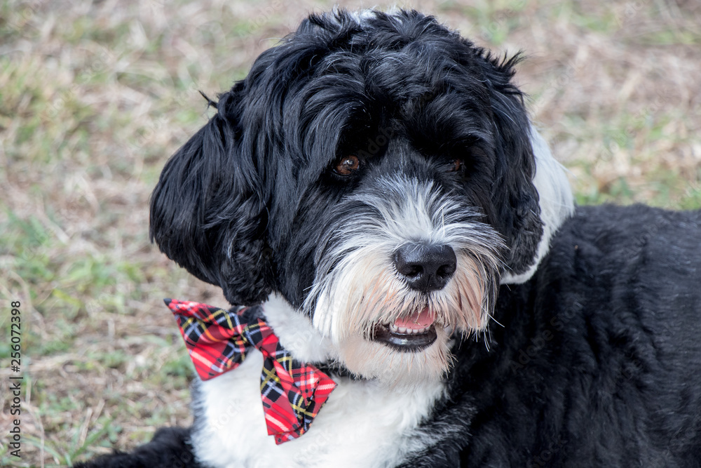 Black and white Portuguese Water Dog wearing a plaid bow tie Black and white Portuguese Water Dog wearing a plaid bow tie