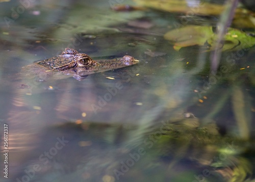 Spectacled Caiman (Caiman crocodilus) © fluffandshutter