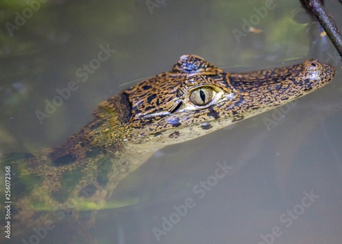 Spectacled Caiman (Caiman crocodilus) © fluffandshutter