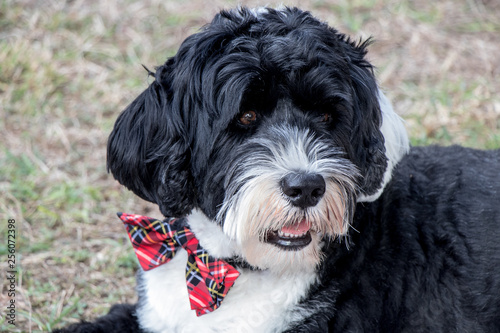 Black and white Portuguese Water Dog wearing a plaid bow tie