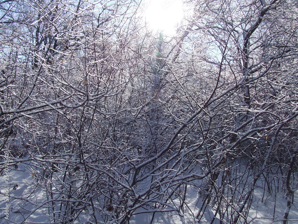 nature nature