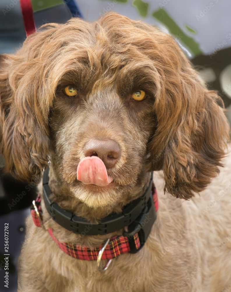 Portrait of a brown Portuguese Water Dog with tongue out Portrait of a brown Portuguese Water Dog with tongue out