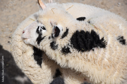 Domestic Young Sheep Ovis Ammon f. Aries Closeup Portrait Stock Photo photo