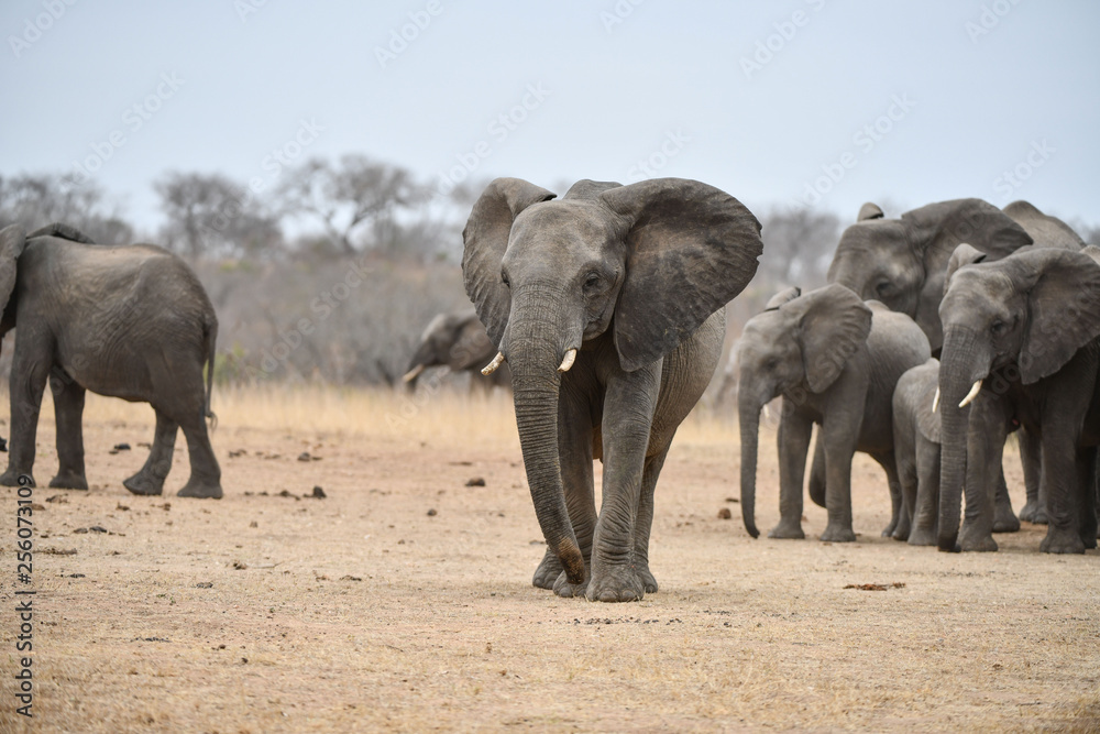Elefant(en) Elefant(en)