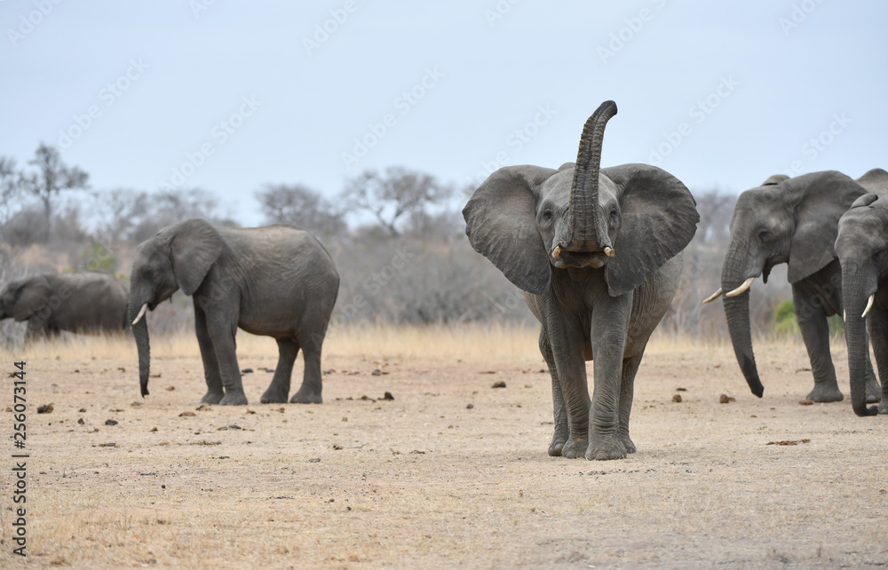 Fototapeta premium Elefant(en)