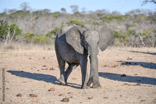 Elefant en 