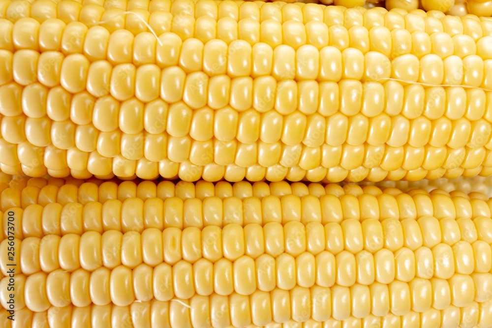 Corn vegetable isolated on white, food, grain. Corn vegetable isolated on white, food, grain.