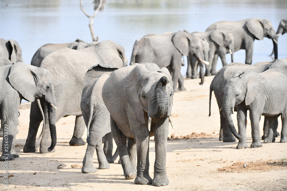 Fototapeta premium Elefant(en)