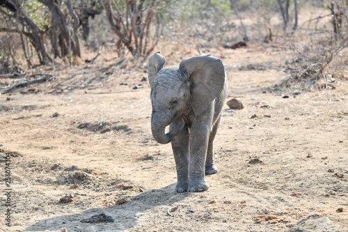 Elefant(en) © Robert Styppa