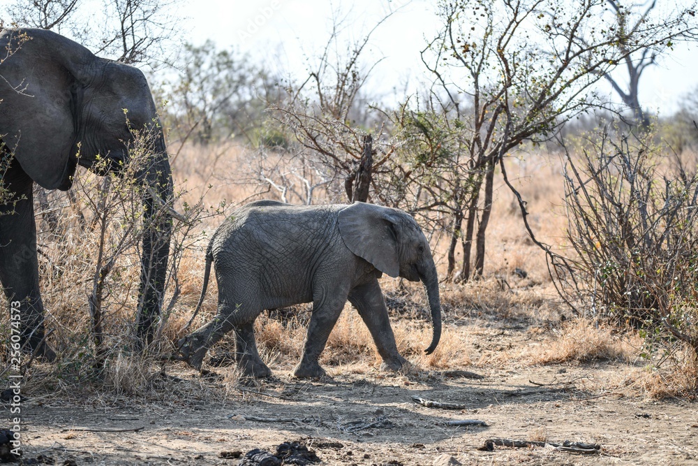 Obraz premium Elefant(en)