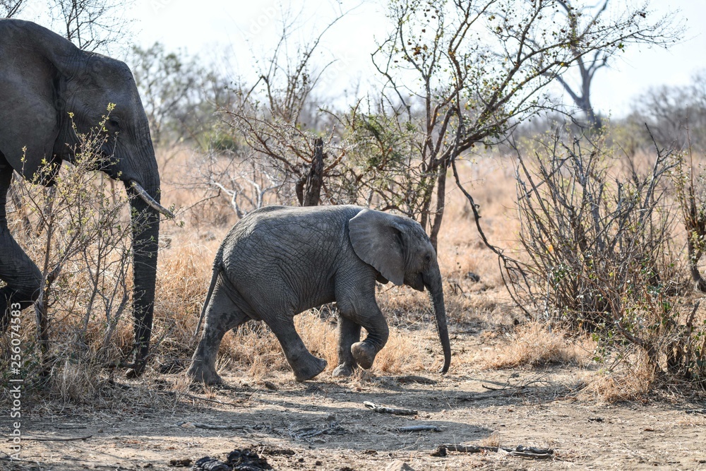 Fototapeta premium Elefant(en)