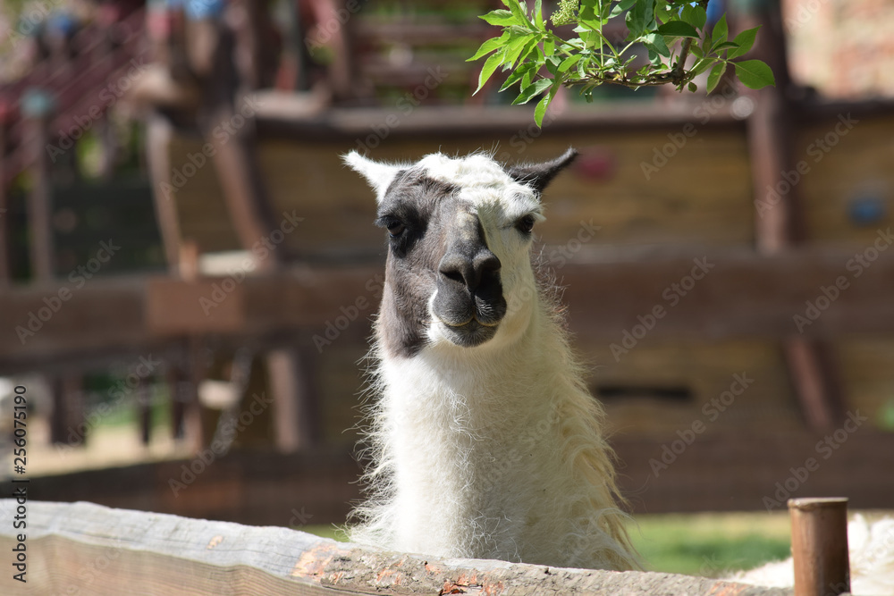 Obraz premium Lama Glama Looking Head Portrait Focus Stock Photo