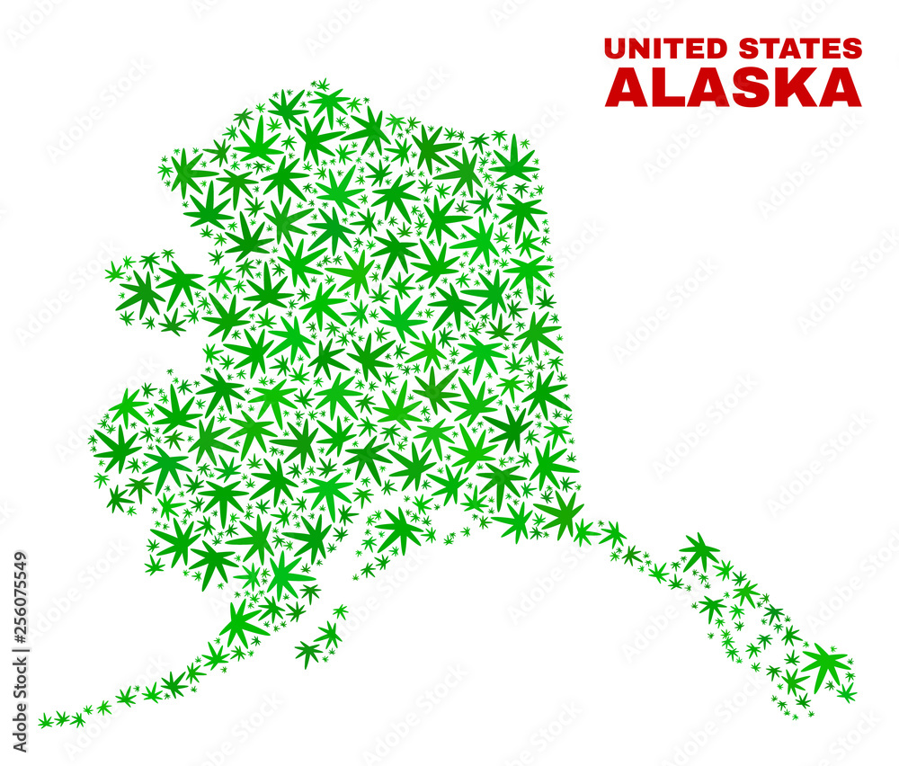 Vector marijuana Alaska map collage. Concept with green weed leaves for weed legalize campaign. Vector Alaska map is formed with ganja leaves. Vector marijuana Alaska map collage. Concept with green weed leaves for weed legalize campaign. Vector Alaska map is formed with ganja leaves.
