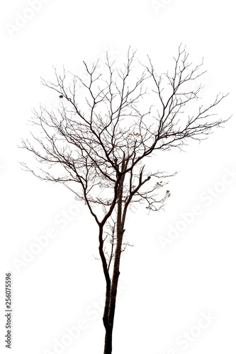 Silhouette dead tree isolated on white background