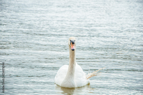 Adult white swan swimming in the lake