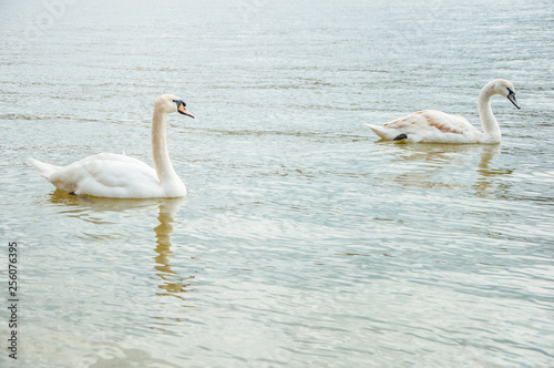 Family of swans swimming in the lake © Dusan