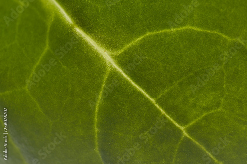 Single leaf of spinach