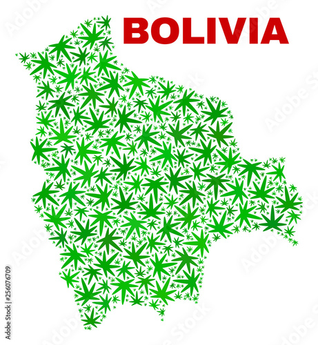 Vector cannabis Bolivia map mosaic. Concept with green weed leaves for cannabis legalize campaign. Vector Bolivia map is designed with weed leaves.