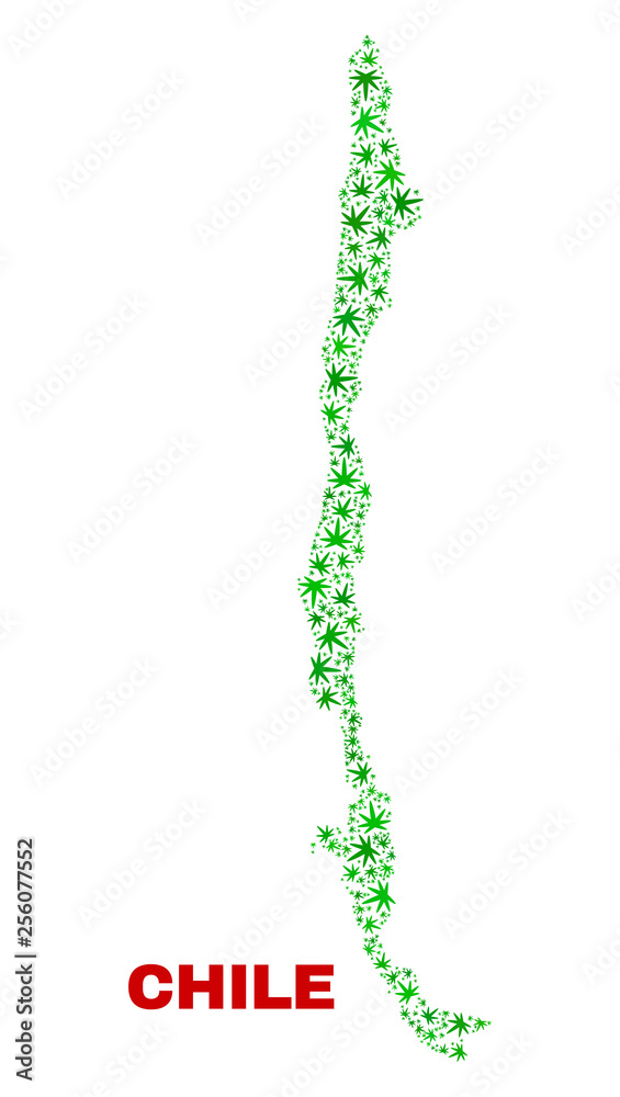 Vector marijuana Chile map collage. Concept with green weed leaves for weed legalize campaign. Vector Chile map is designed with marijuana leaves. Vector marijuana Chile map collage. Concept with green weed leaves for weed legalize campaign. Vector Chile map is designed with marijuana leaves.
