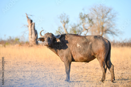 Fototapeta Naklejka Na Ścianę i Meble -  Afrikanischer Büffel