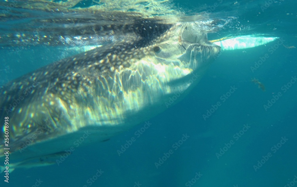 Naklejka premium requin baleine