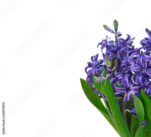 Hyacinths. Spring flowers.Spring Background.