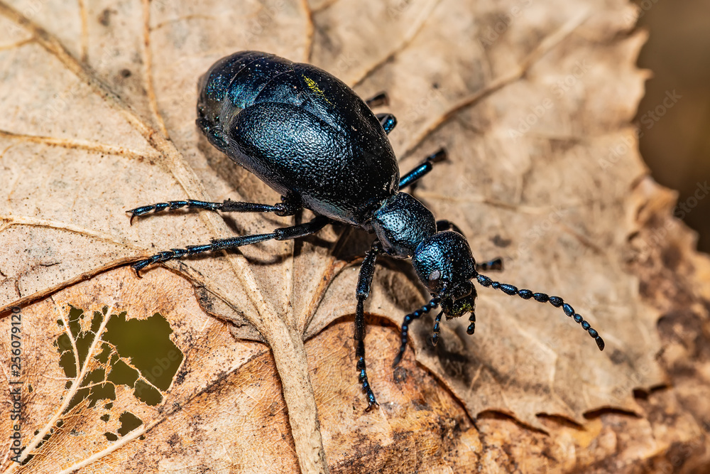 Black oil beetle, Meloe proscarabaeus, quite a purple one. Black oil beetle, Meloe proscarabaeus, quite a purple one.