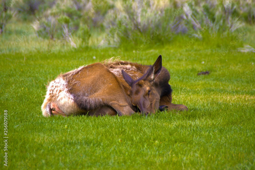 Sleeping Elk In Yellowstone Sleeping Elk In Yellowstone