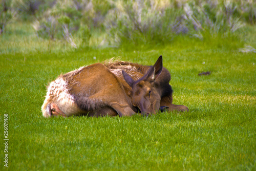 Sleeping Elk In Yellowstone