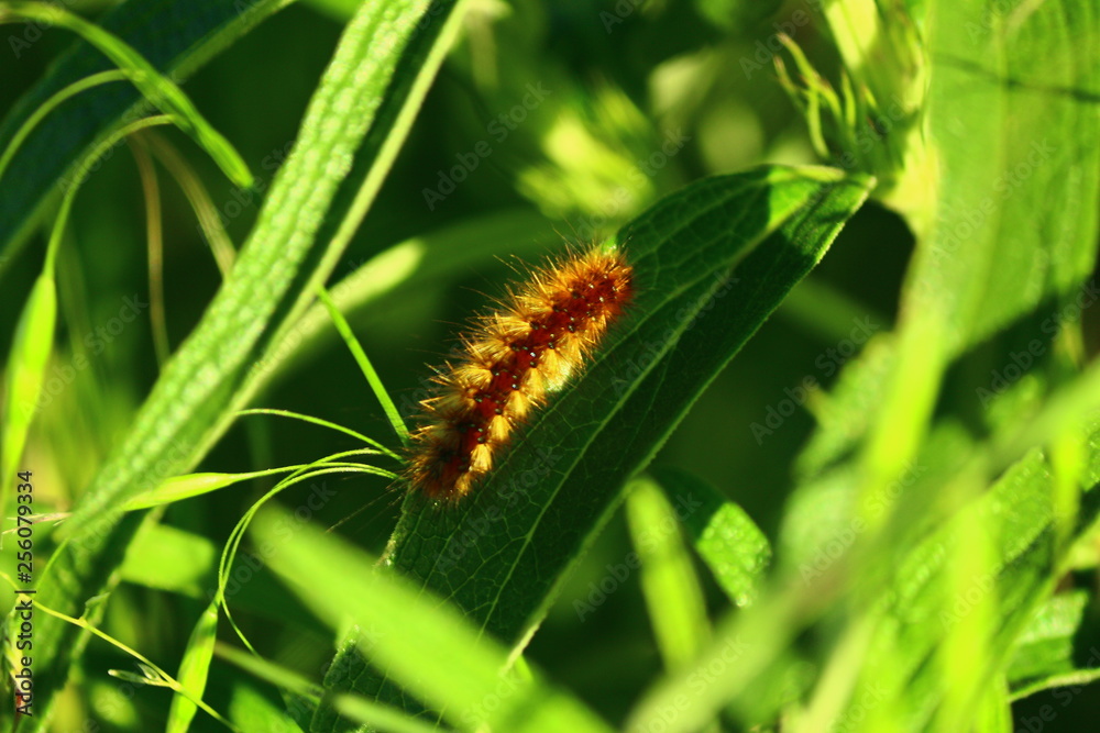 Red colored caterpillar on plant. Close-up. It has feathers. Red colored caterpillar on plant. Close-up. It has feathers.