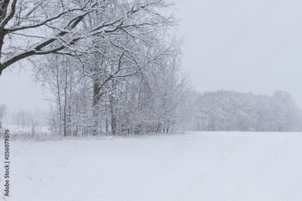 Fototapeta premium Fluffy snow on branches