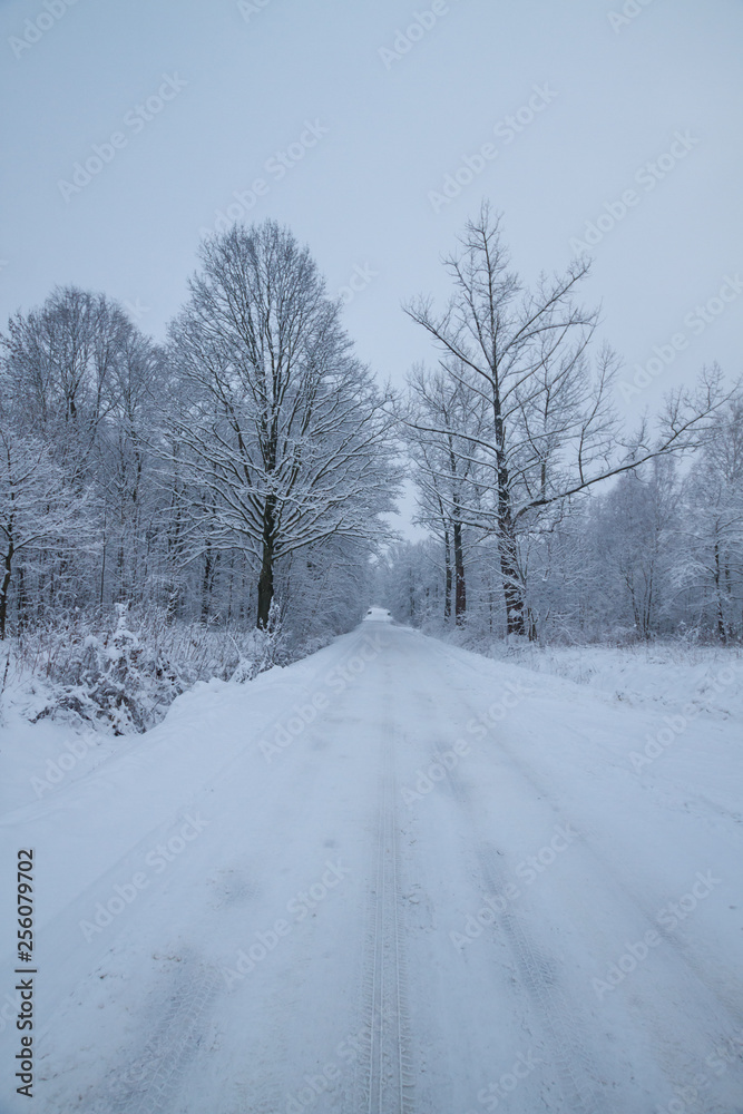 Fototapeta premium Fluffy snow on branches