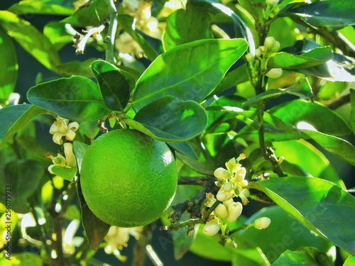 Close lemon tree branch with small delicate flowers