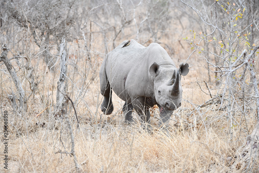 Fototapeta premium Nashorn