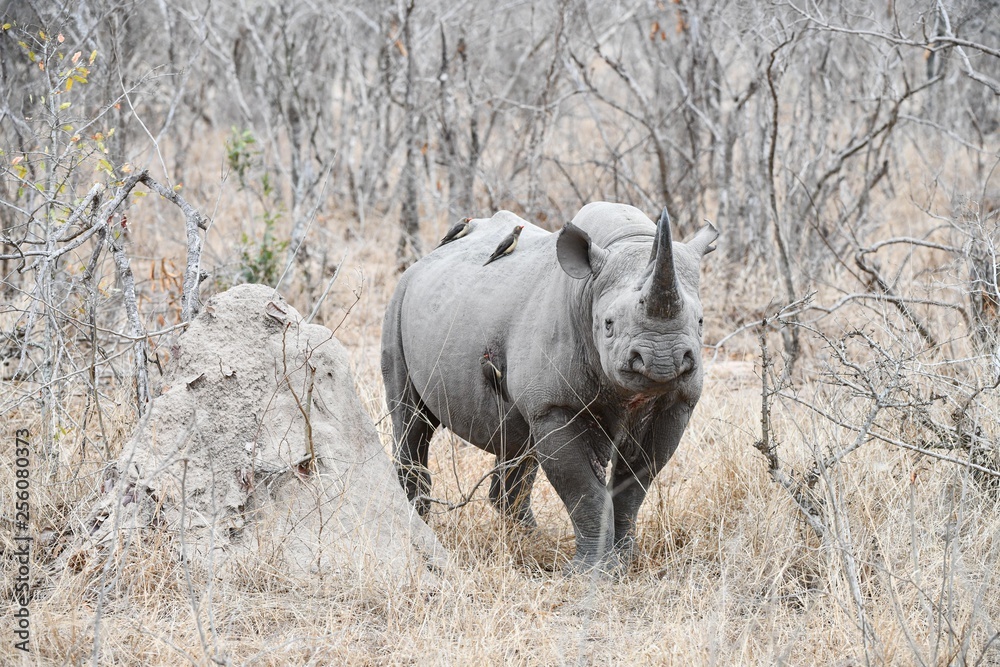 Nashorn Nashorn