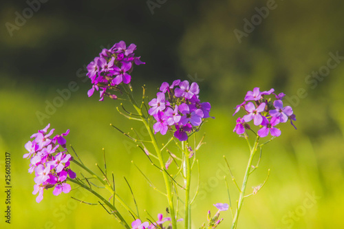 Beautiful Purple Flowers Grassland Nature