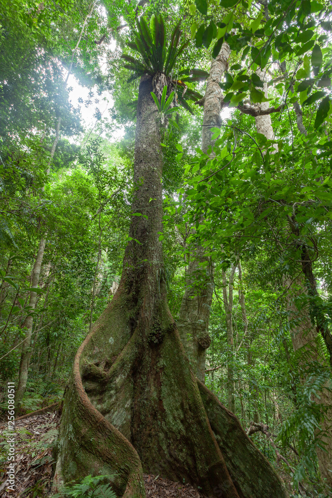 Beautiful fig tree with large roots among lush vegetation of native wild rainforest in Queensland, Australia Beautiful fig tree with large roots among lush vegetation of native wild rainforest in Queensland, Australia