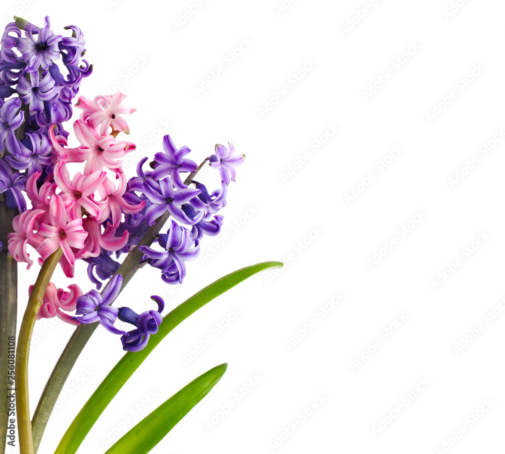 Hyacinths. Spring flowers isolared on white background Hyacinths. Spring flowers isolared on white background