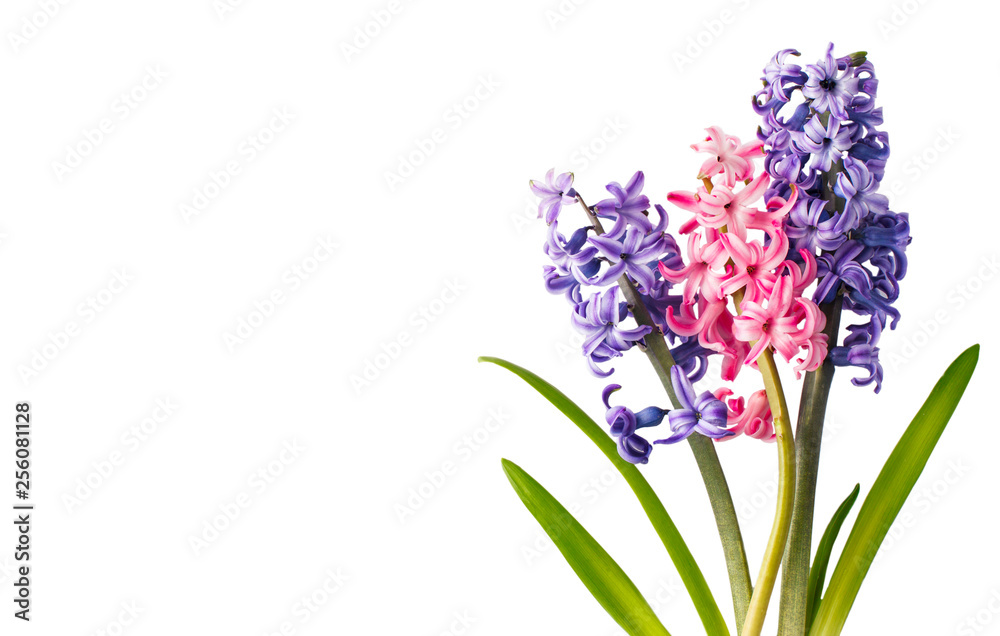 Hyacinths. Spring flowers isolared on white background Hyacinths. Spring flowers isolared on white background
