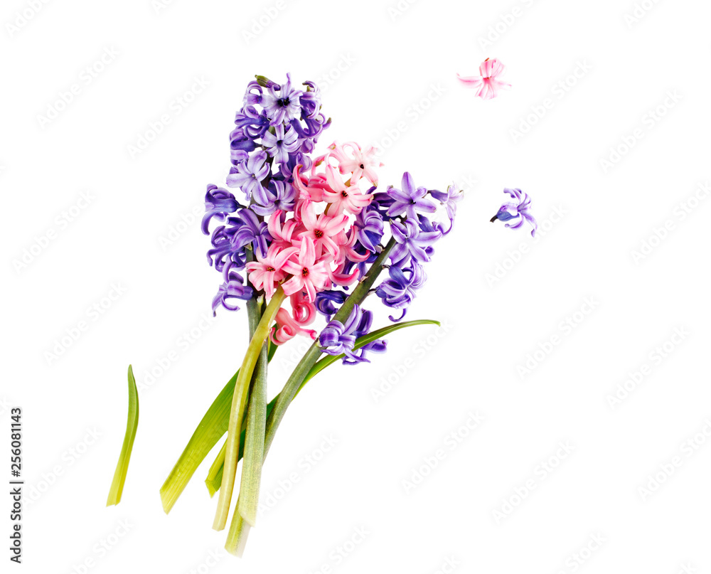 Hyacinths. Spring flowers isolared on white background