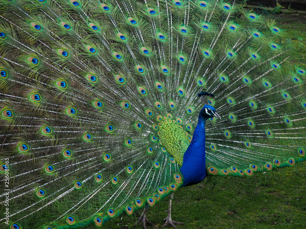 Obraz premium Male peacock with its tail feathers in display seen from the side