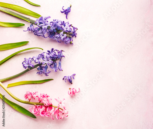 Spring flowers on pink background. Hyacinths.