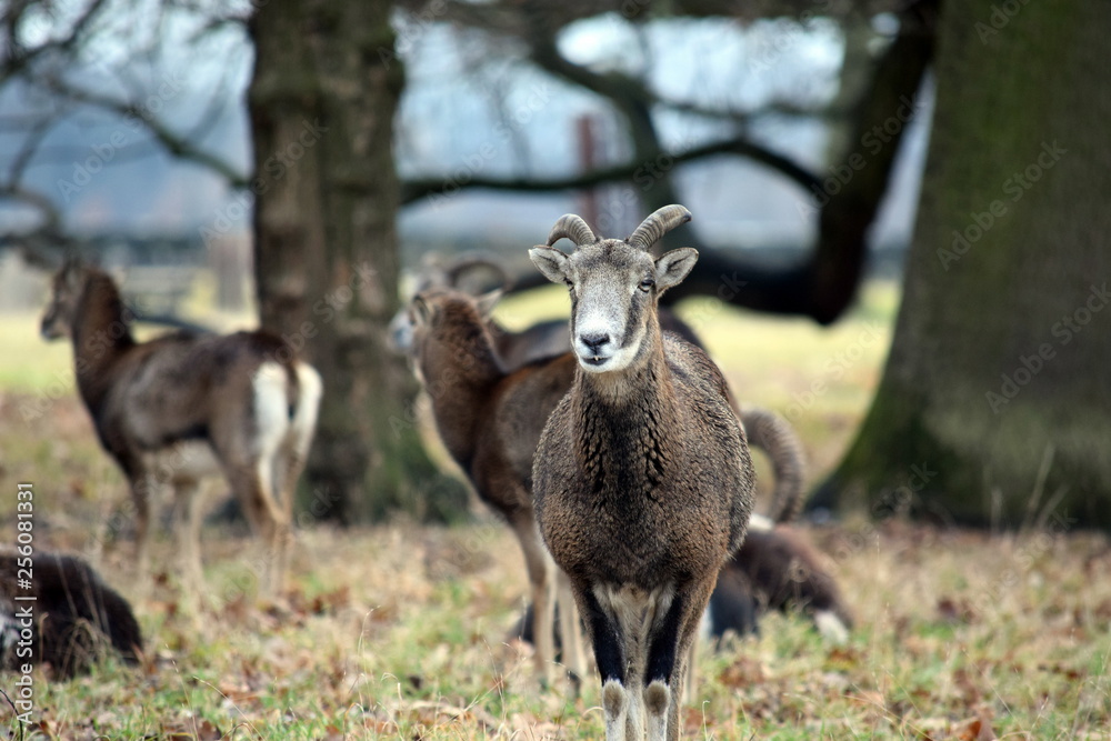 Mouflon Herd Ovis Aries Musimon in Winter Forest Stock Photo Mouflon Herd Ovis Aries Musimon in Winter Forest Stock Photo
