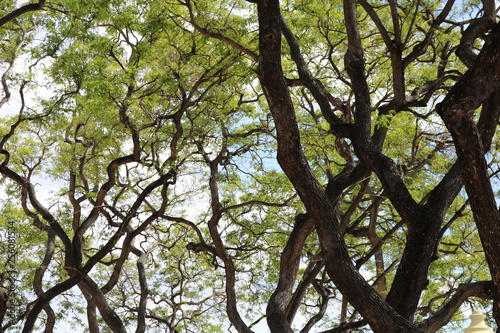 Trees with wavy branches