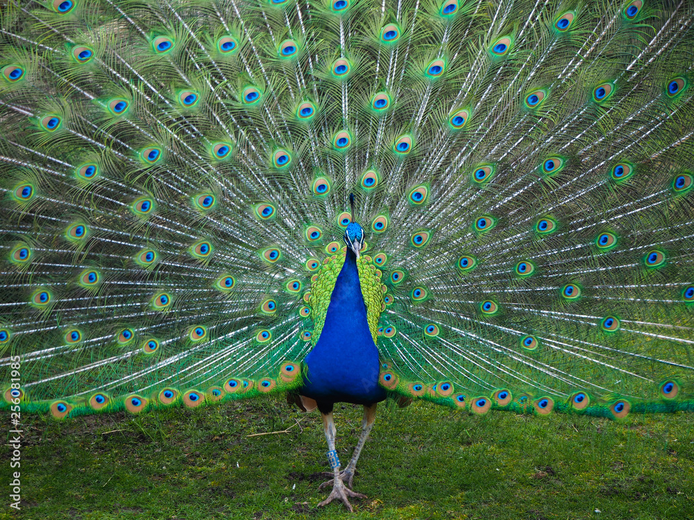 Obraz premium Male peacock seen from the front with its tail feathers in full display