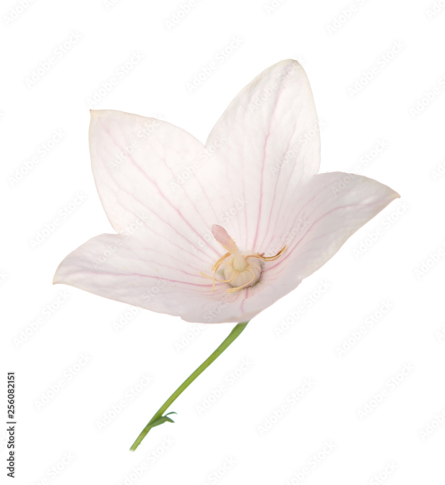 Pink platycodon flower